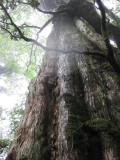 「１カ月に３５日雨が降る」と言われる屋久島ですが、スコールの中観に行った樹齢３０００年の紀元杉。