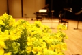 沖縄に続いて、ぴゅっとひとっ飛び！次は仲道祐子さんとの共演で函館へ。ステージ上には可憐な菜の花が飾られていて、春の訪れを楽しみました。