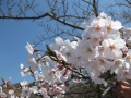 お墓参りも兼ねて鎌倉の桜を観に